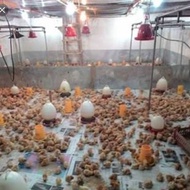 DOC Ayam Petelur + Bibit Ayam Telur + Isa Brown + Ayam Petelur