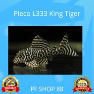 Ikan Hias Pleco L333 King Tiger