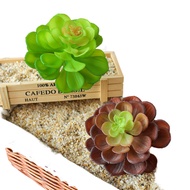 Succulents Thin Lotus Plant Accessories