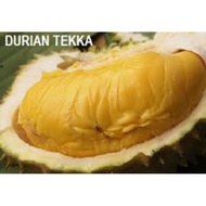 Klon Durian Tekka/Musang Queen D160