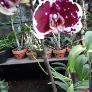 Tanaman Hias Anggrek Bulan Batik Bercak Maroon Putih