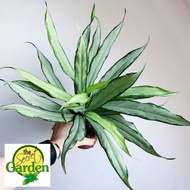 Aglaonema White Lance with FREE plastic pot and garden soil (Indoor Plant Real Plant LivePlant and L