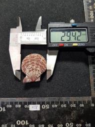 1130402028 海扇蛤 海扇蛤科 扇貝 雙殼貝 貝殼 貝殼標本 標本 (※殼已經黏死)