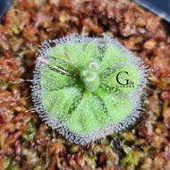 Drosera Burmannii Alba Diamond [Sundew Drosera][Carnivorous Plants][GILAGARDEN]