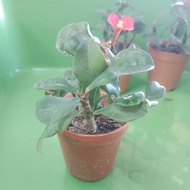PLANT * 2pasu  Euphorbia Geroldii Thornless