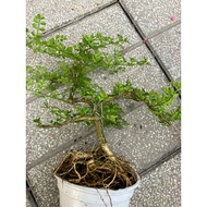 Bonsai pot