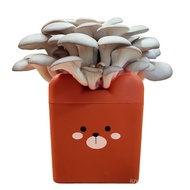 Pleurotus Cartoon Boxed Mushroom Growing Kit Mushroom Mushroom Kit Balcony Mushroom Mushroom Seed Ho
