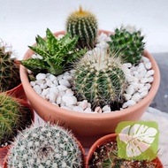Succulent DIY KIT/ Cactus DIY KIT IOB