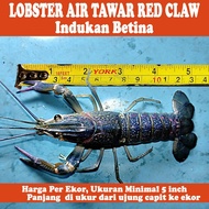 Indukan Betina Lobster Air Tawar Red Claw 5 - 5,75 Inch | Siap Bertelur | Lobster Air Tawar Jumbo Ak