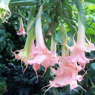 50 เมล็ด ดอกไม้ ดอกแตรนางฟ้า ดอกลำโพง (Angel of Trumpet) (Brugmansia species) สายพันธุ์ Pink Angel T