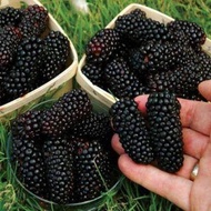 20 เมล็ดพันธุ์ เมล็ด หม่อน ลูกหม่อน หรือ มัลเบอร์รี่ เก้ซิวเอียะ Mulberry Seed อัตราการงอก 80-85%