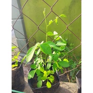 anak pokok bunga telang ungu / purple / clitoria ternatea