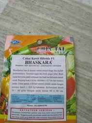 biji bibit Lombok rawit pedas unggul