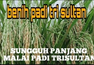 benih bibit padi tri sultan padi unggul ati tikus kemasan 5kg