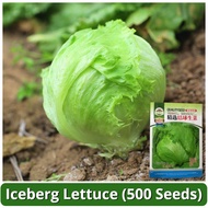High Yield Benih Salad Iceberg Lettuce Seeds (500 Seed) Iceberg Lettuce Salad Seeds Vegetable Seeds 