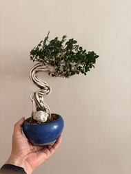 台灣壽娘子（老盆）$380