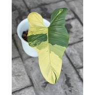 Philodendron Violin Variegated