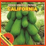 CONTAINS 5 Seeds OF California Papaya Fruit Seeds Easy to Grow & Lots of Home FruitMUU