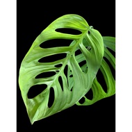 【LSG】Monstera Esqueleto Rare species live plant