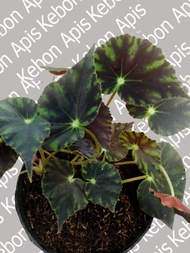 tanaman hias begonia black star/begonia kerang