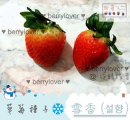❤️粉莓人🖤韓國草莓種子10顆 雪香