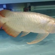 ikan arwana super red mascapai 35cm