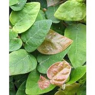 Ficus Pumila / Creeping Fig / Pokok Menjalar Dinding [Real Plant/Live Plant/Bunga Hidup]