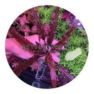 [Aquatic Plant] Cryptocoryne Albida Brown Rare Plants Crypt Low Tech No CO2 Aquarium Aquascaping