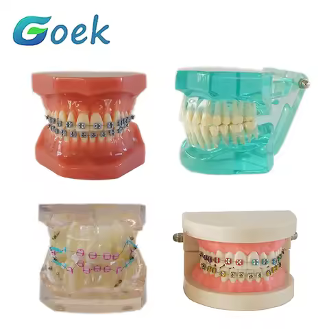 Dental Teaching Model Ortho Metal/Ceramic With/Without Bracket Dentistry Accessories Orthodontics Fa