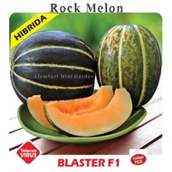 Benih/Seeds : Rock Melon Blaster F1 (repack :10 seeds)