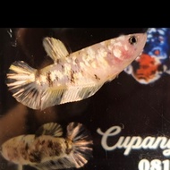 ikan cupang Female Yellow Koi Cooper Gold