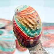 Sg Fish Tank Landscaping mini Small Colorful Abalone Shell Small Abalone Shell Selling Natural Crink