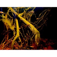 BIOTOPE/BLACKWATER START-UP PHILAO ROOT COMBO for 40.30.30 tank aquarium tank