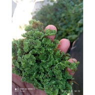 Azolla microphylla ( Azola microfila) | BENIH AZOLLA | Floating Plant |  Floating |