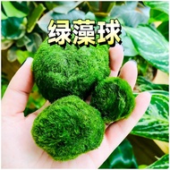 Green Algae Ball Water Algae Plant Fish Tank Landscaping Decoration Living Eco Bottle Seaweed Ball M