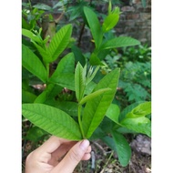 Guava Leaves - Young Guava Buds (Fresh) 200 Grams Of Mighty Agricultural Products Ha giang