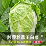 Chinese Cabbage Seeds Cabbage Seeds Vegetables Yandong Cabbage Seeds Winter Four Seasons Autumn Cabb