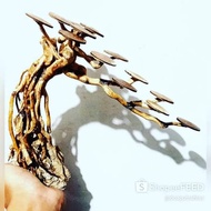 Bonsai AQUASCAPE BONUSS MOSS