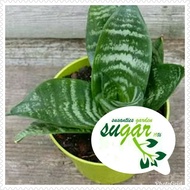 Sansevieria mini / sansevieria trifasciata hahnii