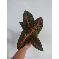 Tanaman Hias Indoor Aglaonema aglonema Adelia