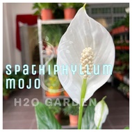 H2O - Spathiphyllum Mojo / Peace Lily / 白掌白鹤芋 / Indoor Plant / Live Plant