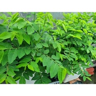 Malabar Vegetable/Malabar Vegetable Seeds - 1gr Pack