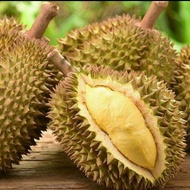 Durian utuh montong | monthong kupas | asli