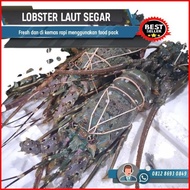 Lobster Laut Besar 1Kg 250-350 Gram/Lobster Pasir/Lobster Laut