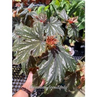 Begonia Aconitifolia - Metallica Begonia - Begonia Faureana, Begonia Kimusiana, Begonia Sceptrum