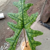 alocasia jacklyn