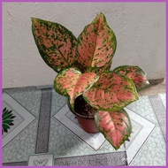 ♈ ◴ ♧ Pink Valentine Aglaonema