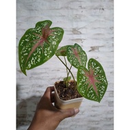 Caladium sp