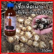 เชื้อเห็ดเผาะ น้ำเชื้อเห็ดเผาะหนัง เข้มข้น เห็ดเผาะ  ขวด600ml.พร้อมวิธีปลูก เชื้อเห็ด