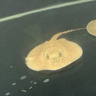 ikan pari motoro
